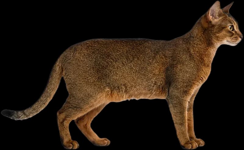 Abyssinian