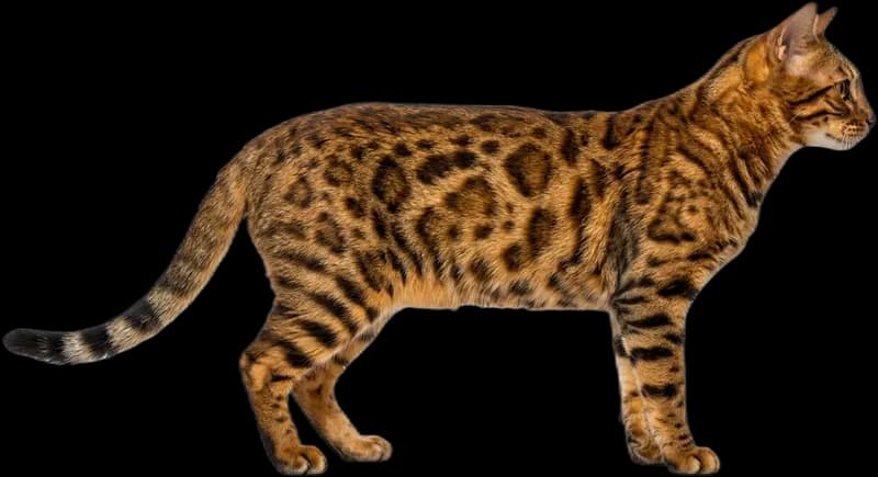Bengalkatze