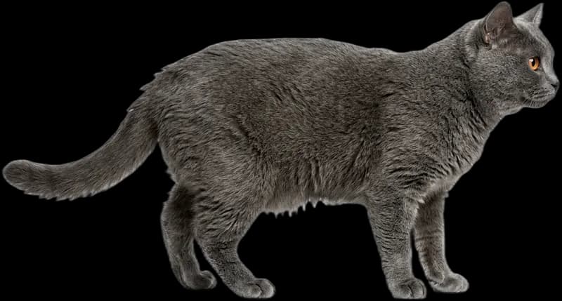 Chartreux