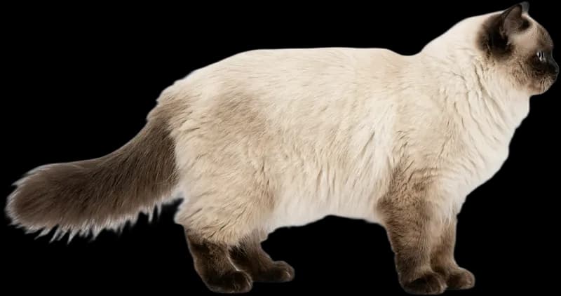 Himalayan Cat
