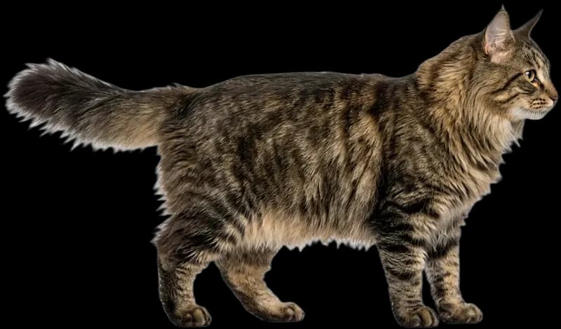 Norwegian Forest Cat