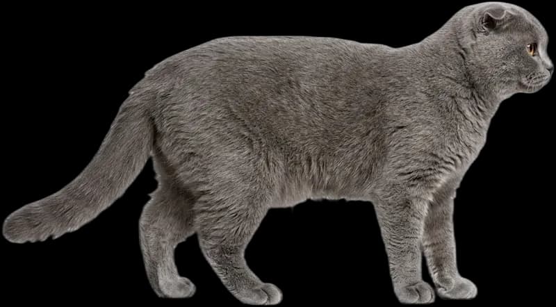 Schottische Faltohrkatze