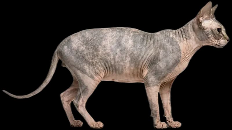 Sphynx-Katze