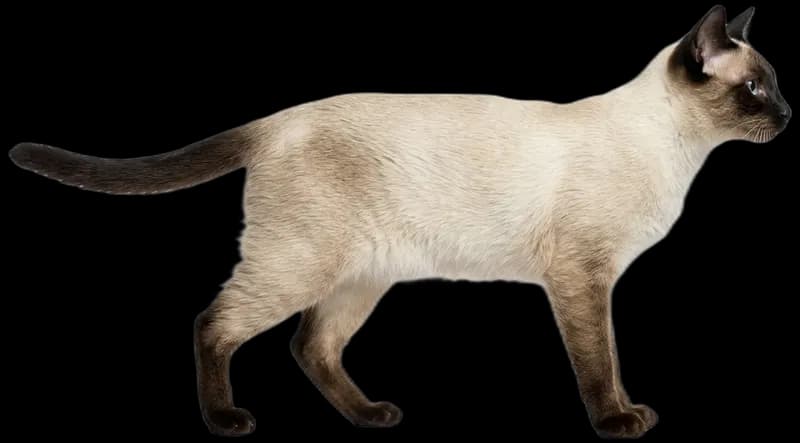 Thailändische Katze