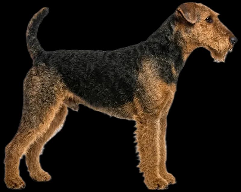 Airedale Terrier