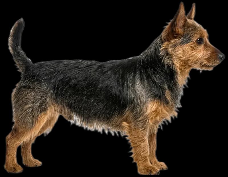 Australian Terrier