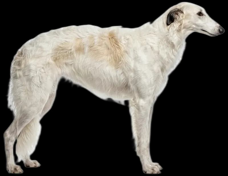 Borzoi