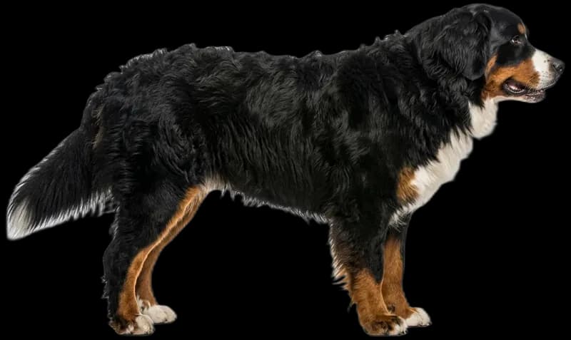 Berner Sennenhund