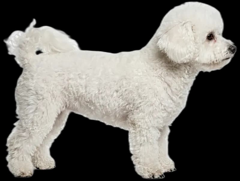 Bichon Frisé