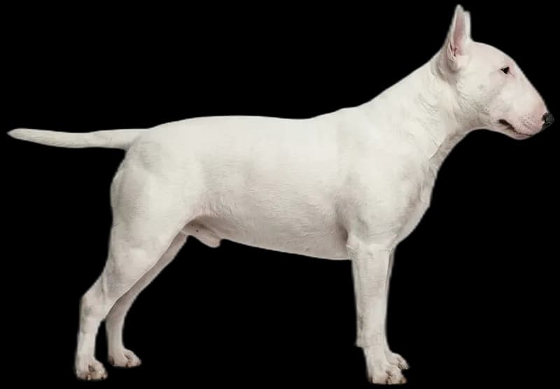 Bullterrier