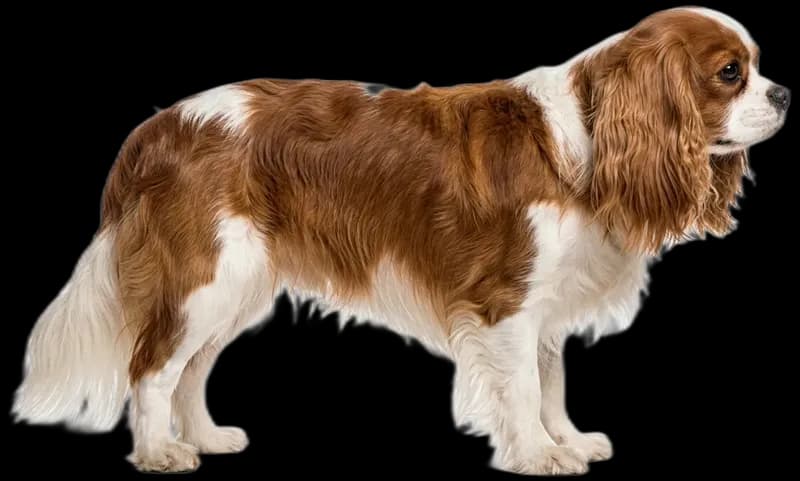 Cavalier King Charles Spaniel
