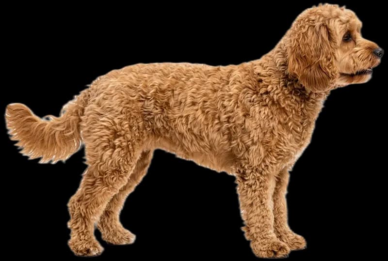 Cavapoo