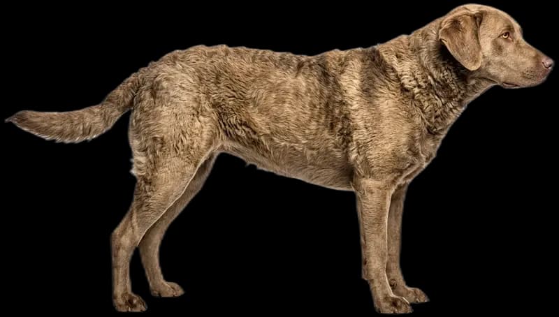 Chesapeake Bay Retriever