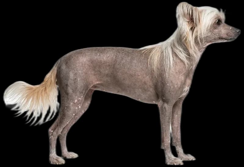 Chinese Crested