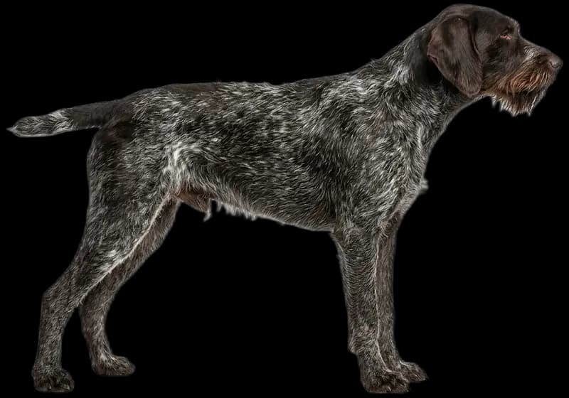 German Wirehaired Pointer