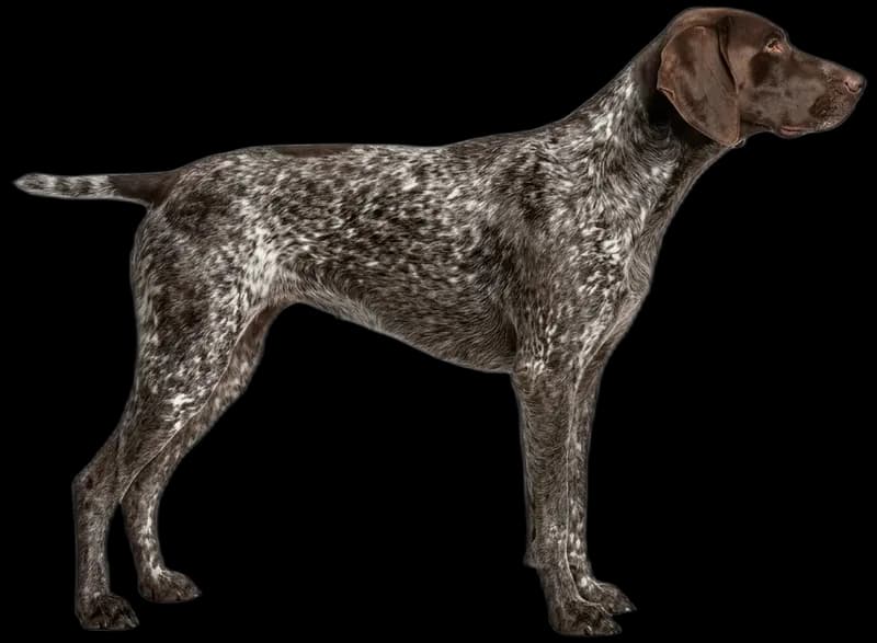 German Shorthaired Pointer