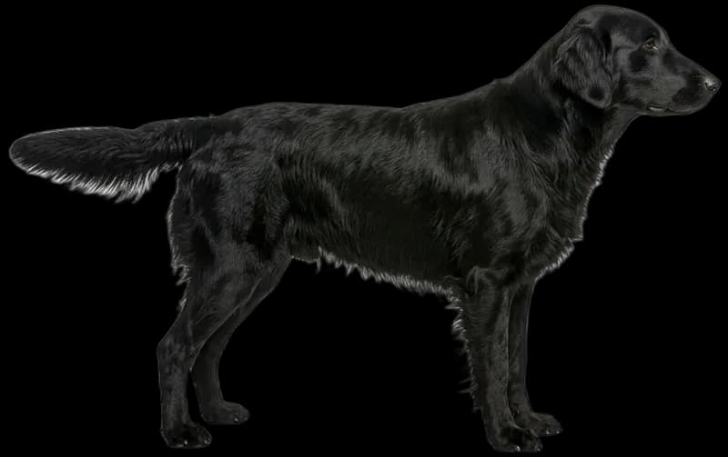 Flat Coated Retriever
