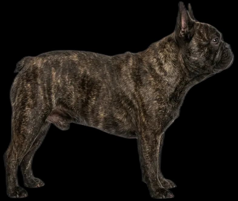 Französische Bulldogge