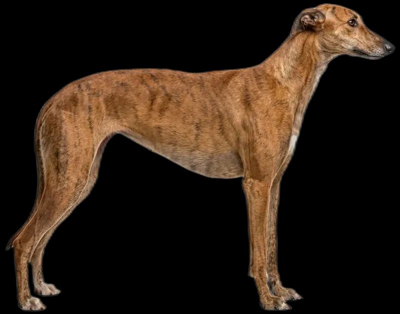 Galgo Español