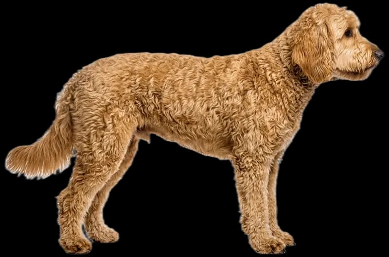 Goldendoodle