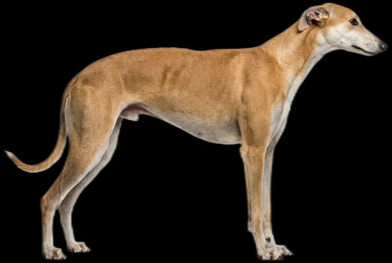 Greyhound
