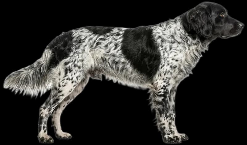 Großer Münsterländer