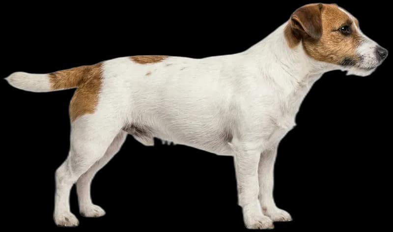 Jack Russell Terrier