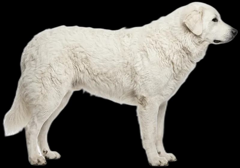 Kuvasz