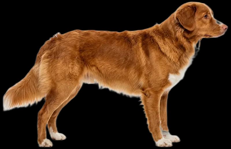 Nova Scotia Duck Tolling Retriever