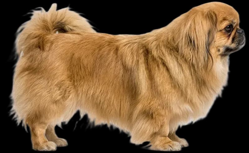 Pekinese