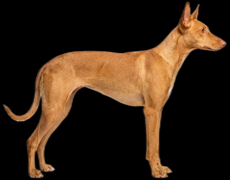 Podenco Ibicenco