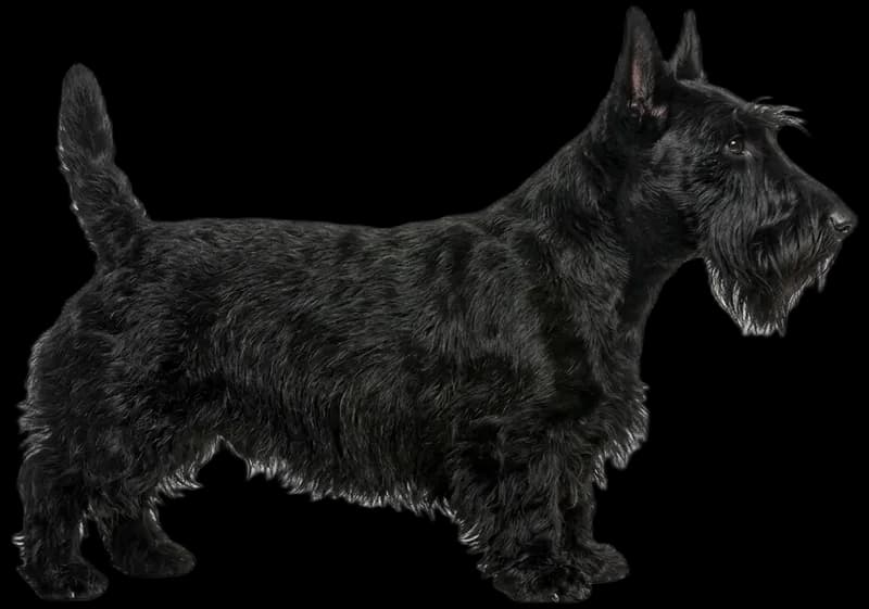 Scottish Terrier