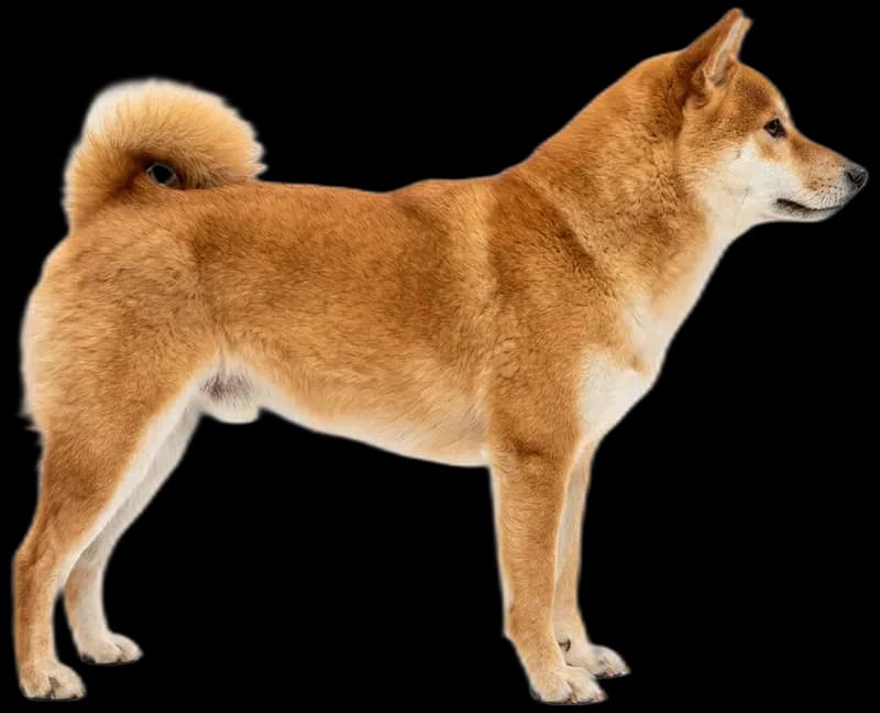 Shiba Inu