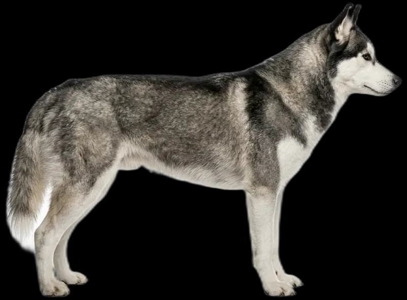 Siberian Husky