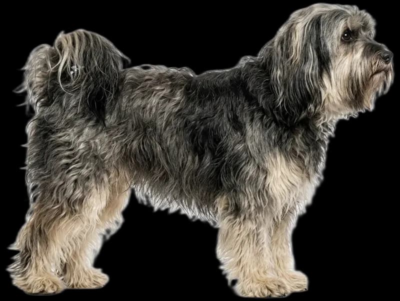 Tibetan Terrier