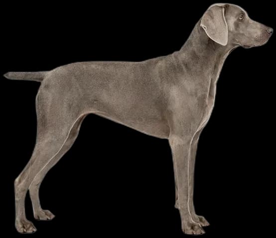 Weimaraner
