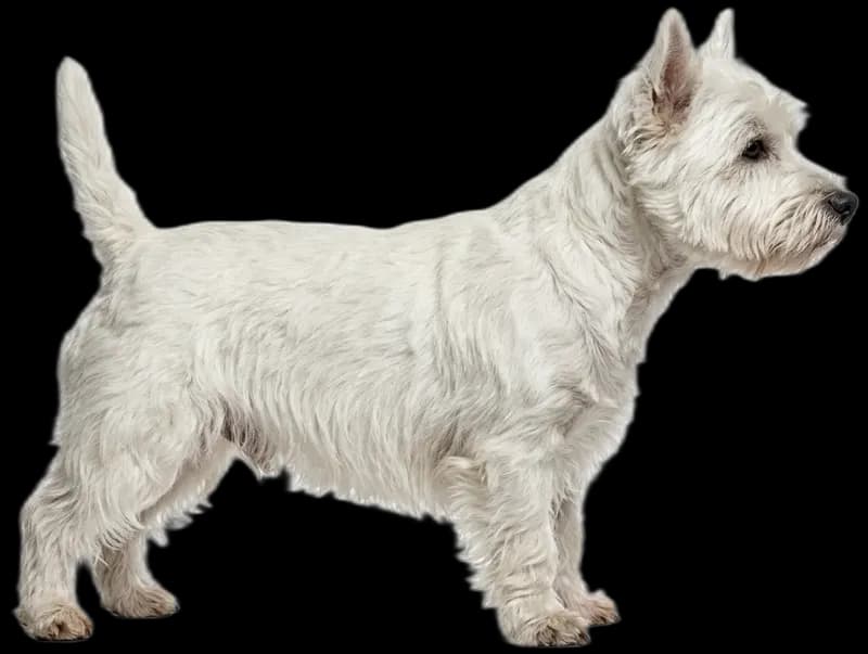 West Highland White Terrier
