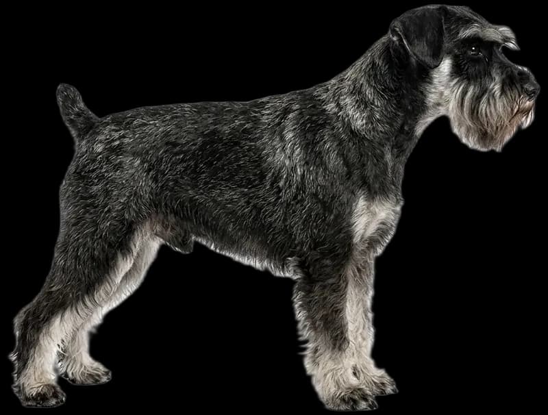 Miniature Schnauzer