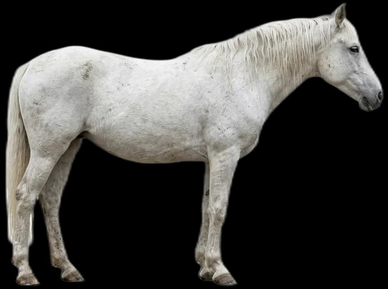 Camargue horse