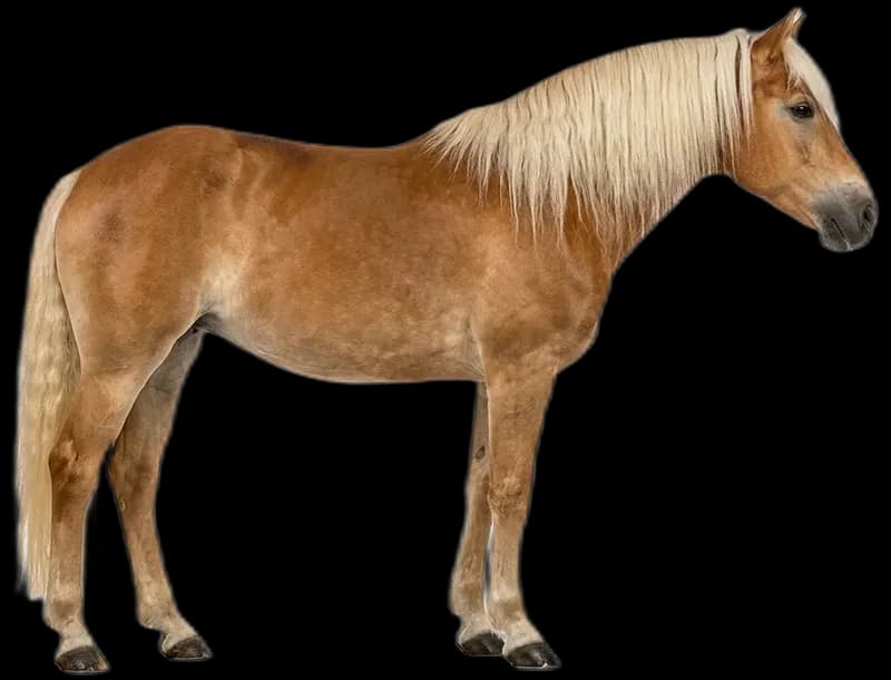 Haflinger