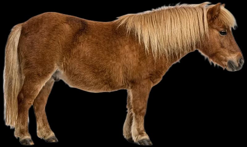 Mini-Shetlandpony