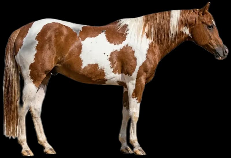 American Paint Horse