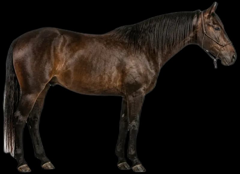 Tennessee Walking Horse