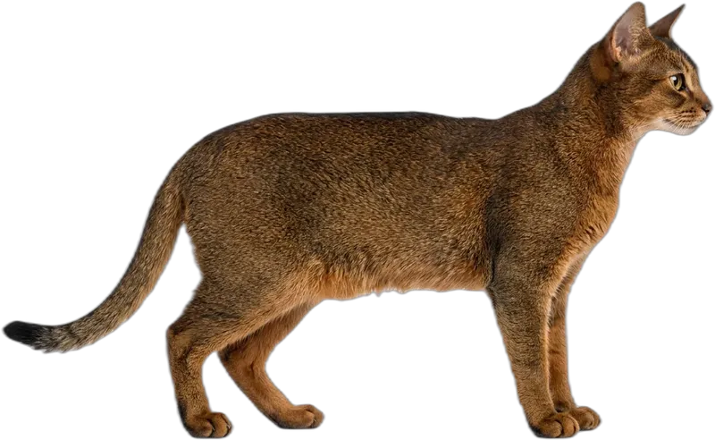 Abessinierkatze