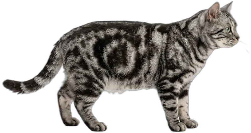 American Shorthair