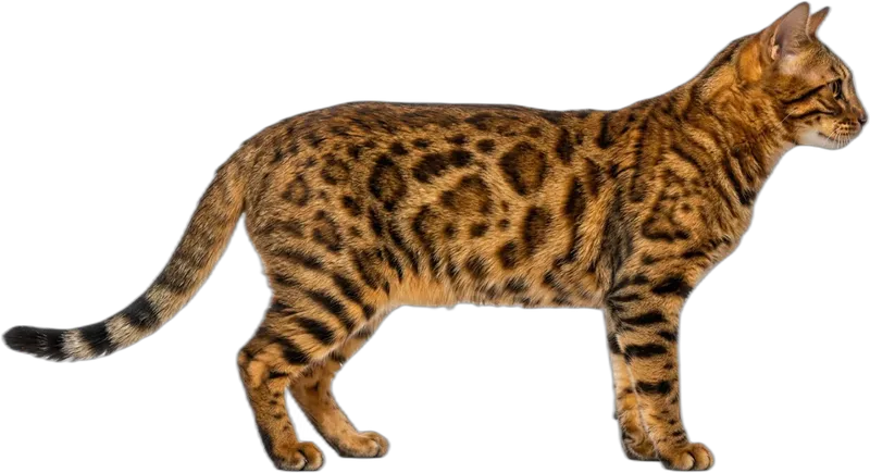 Bengal cat