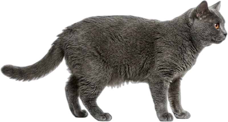 Chartreux