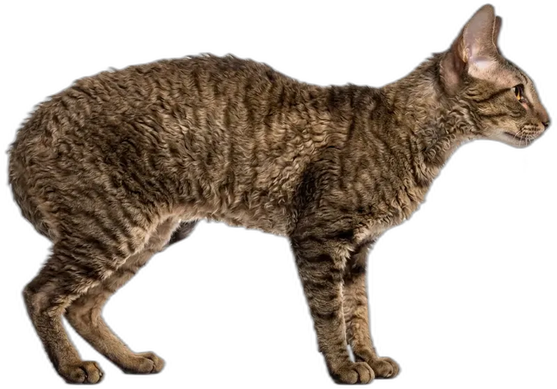 Cornish Rex