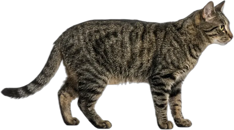 Europäisch Kurzhaar