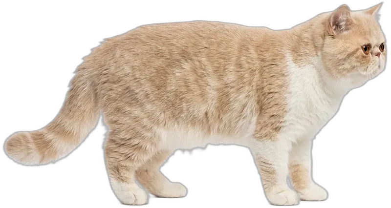Exotic Shorthair